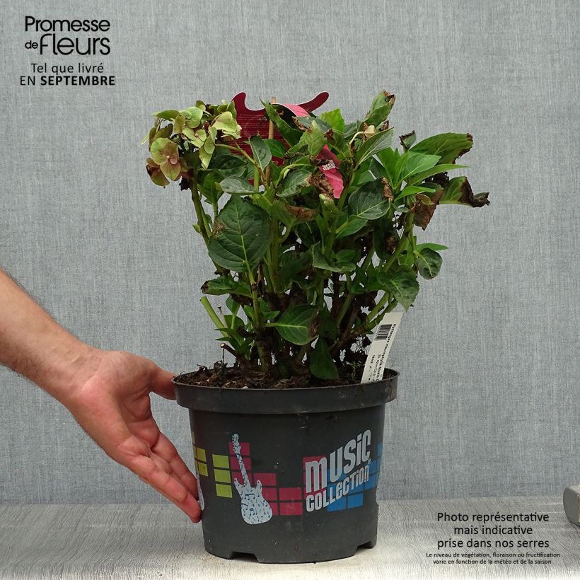 Amostra de Hortênsia macrophylla Pink Pop Vaso de 4 L/5 L tal como entregue no outono