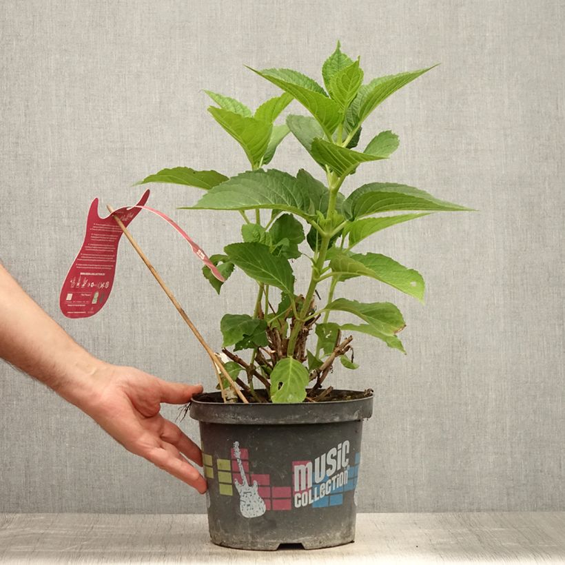 Amostra de Hortênsia macrophylla Pink Pop Vaso de 4 L/5 L tal como entregue no verão