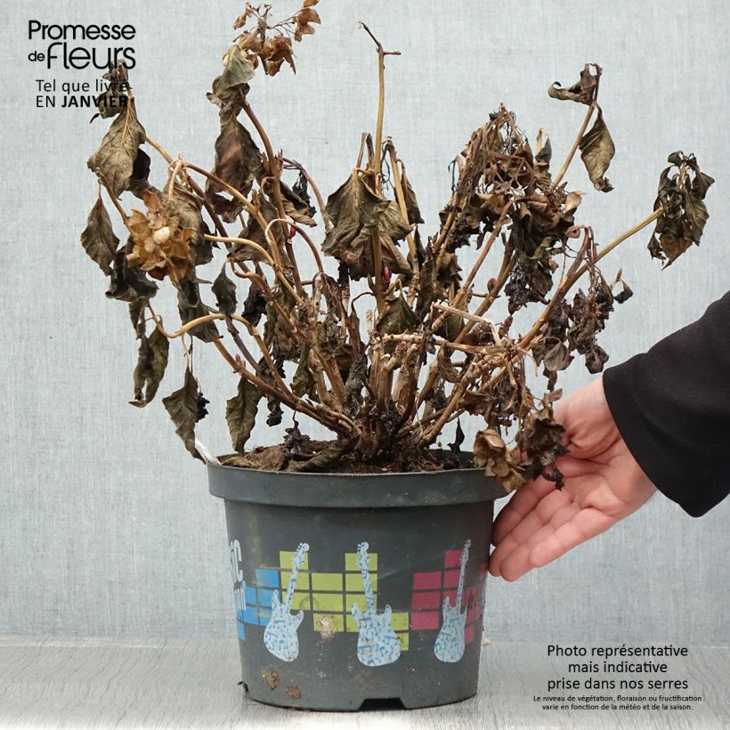 Amostra de Hortensia - Hydrangea macrophylla Pink Pop Vaso de 4 L/5 L tal como entregue no inverno