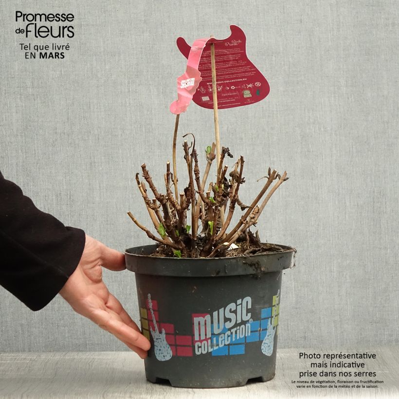 Amostra de Hortênsia macrophylla Pink Pop Vaso de 4 L/5 L tal como entregue na primavera