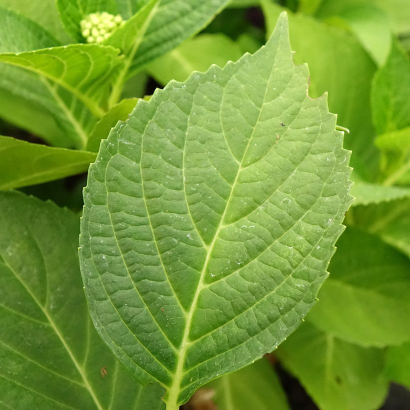 Hortênsia macrophylla Pink Pop (Folhagem)