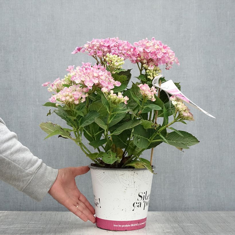 Amostra de Hortênsia macrophylla Pinky Binder Vaso de 4 L/5 L tal como entregue no verão