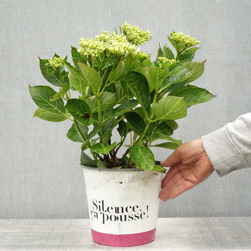 Amostra de Hortensia - Hydrangea macrophylla Pinky Binder Vaso de 4 L/5 L tal como entregue na primavera