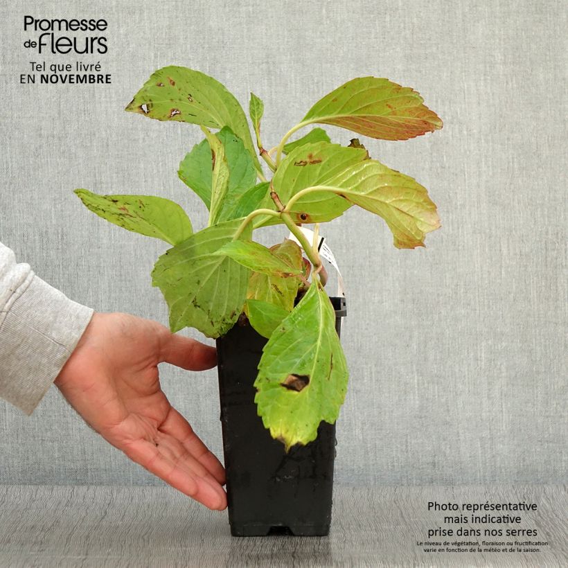Amostra de Hortênsia macrophylla Princess Diana Vaso de 1,5 L/2 L tal como entregue no outono