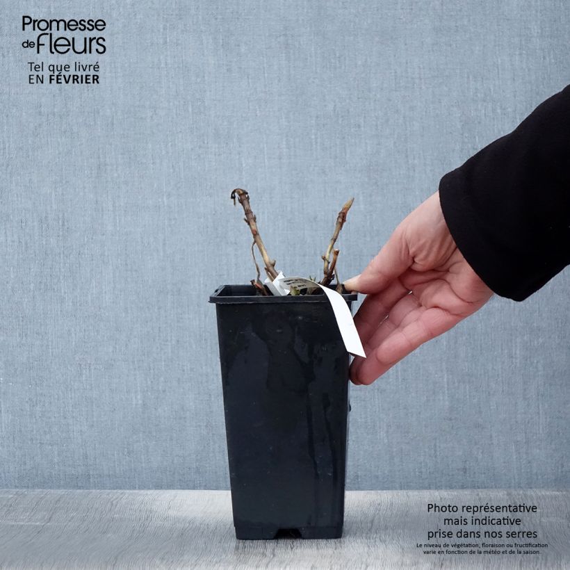 Amostra de Hortensia - Hydrangea macrophylla Princess Diana Vaso de 1,5 L/2 L tal como entregue no inverno