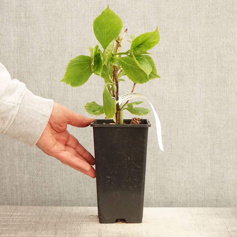 Amostra de Hortênsia macrophylla Princess Diana Vaso de 1,5 L/2 L tal como entregue na primavera