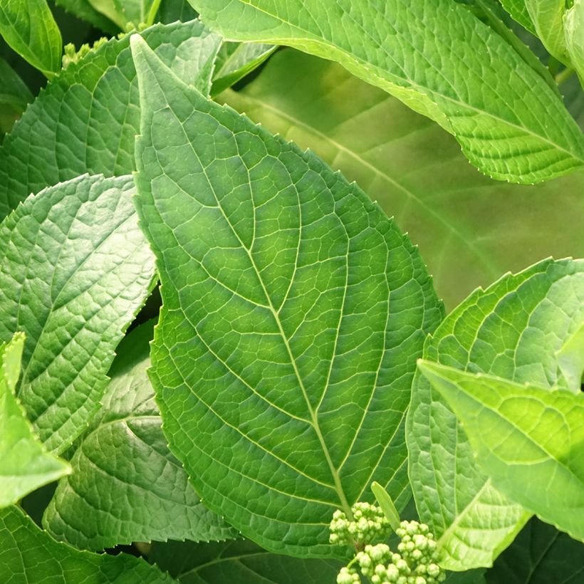 Hortênsia macrophylla Princess Diana (Folhagem)