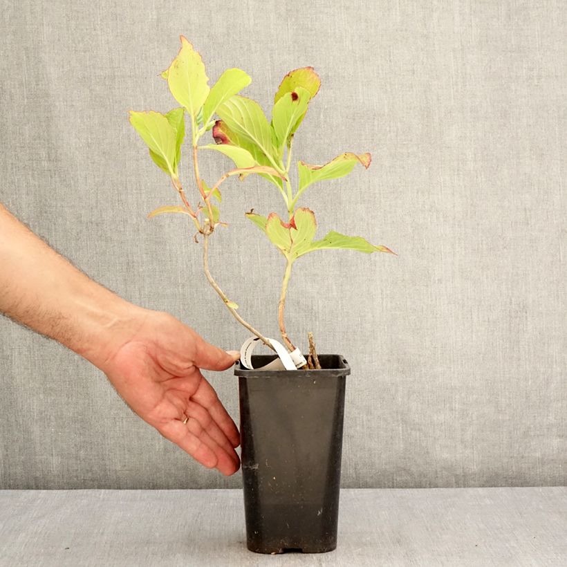 Amostra de Hortênsia macrophylla Princess Diana Vaso de 1,5 L/2 L tal como entregue no verão