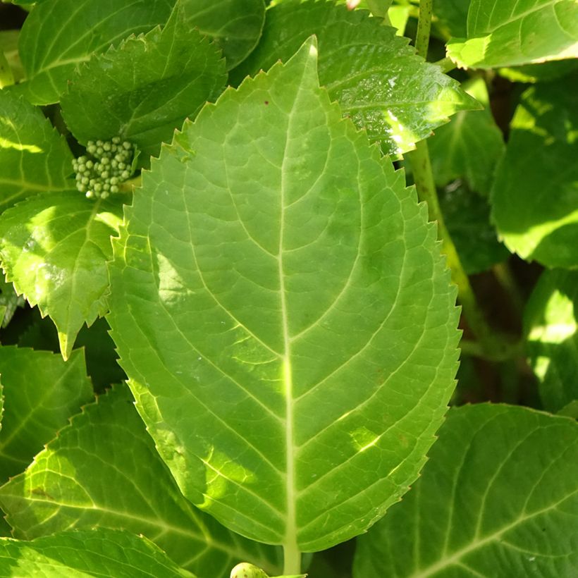 Hortênsia macrophylla Rahic (Folhagem)