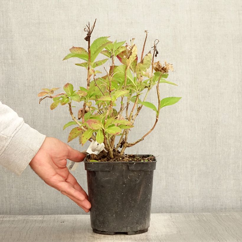 Amostra de Hortensia - Hydrangea macrophylla Rahic Pot de 3L/4L tal como entregue no outono