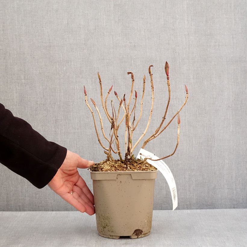 Amostra de Hortensia - Hydrangea macrophylla Rahic Pot de 3L/4L tal como entregue no inverno