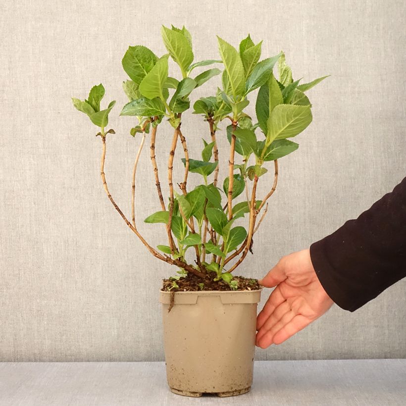 Amostra de Hortênsia macrophylla Rahic Vaso de 3 L/4 L tal como entregue na primavera