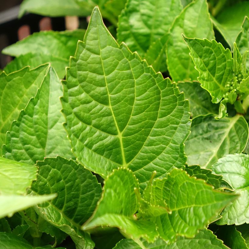 Hortênsia macrophylla Rebellion Choco Love (Folhagem)