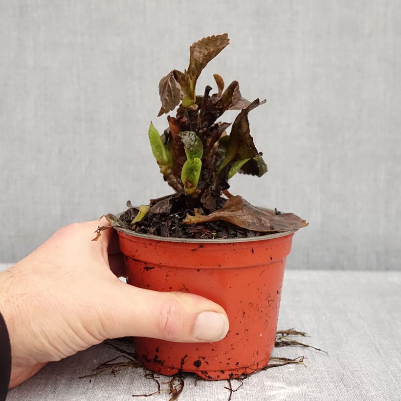 Amostra de Hortênsia macrophylla Rebellion Choco Love Vaso de 12 cm/13 cm tal como entregue no outono