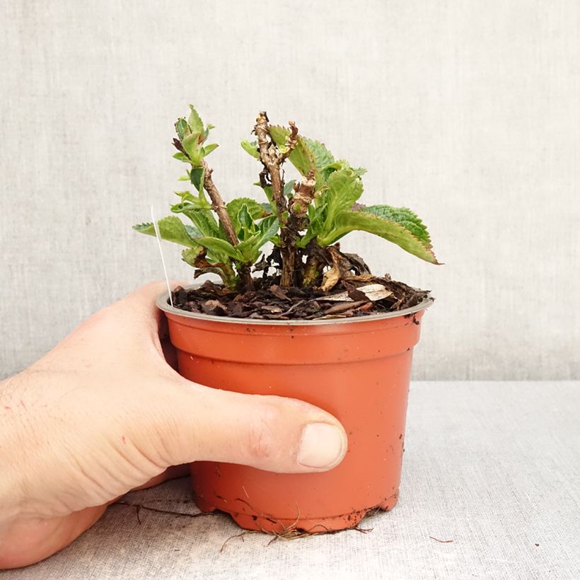 Amostra de Hortênsia macrophylla Rebellion Choco Love Vaso de 12 cm/13 cm tal como entregue na primavera