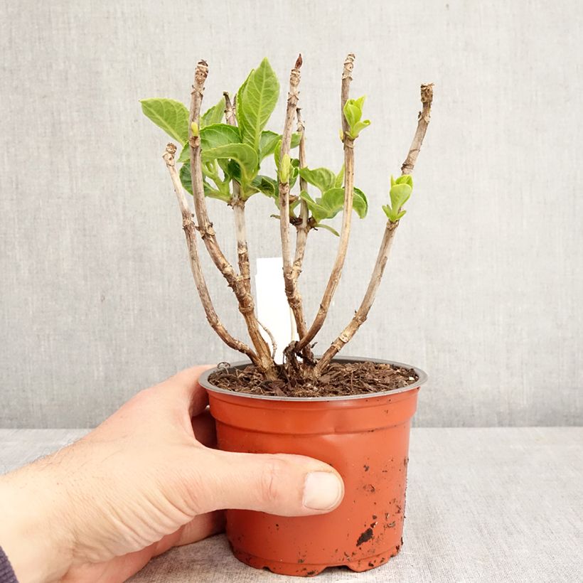 Amostra de Hortênsia macrophylla Rebellion Dark Pink Love Vaso de 12 cm/13 cm tal como entregue na primavera