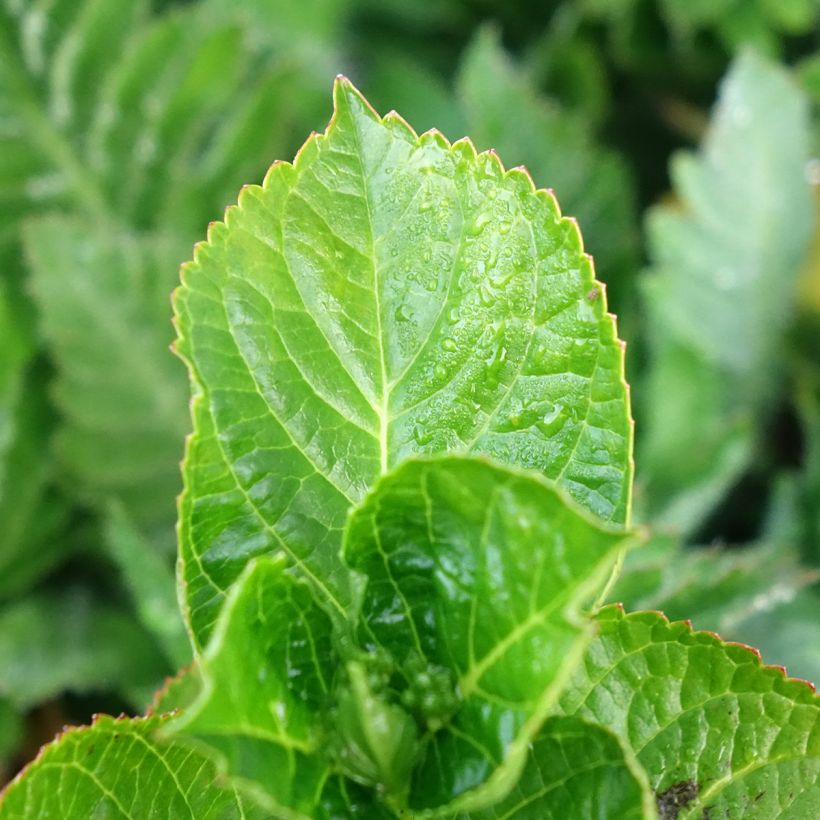 Hortênsia macrophylla Rebellion Ferrari Love (Folhagem)