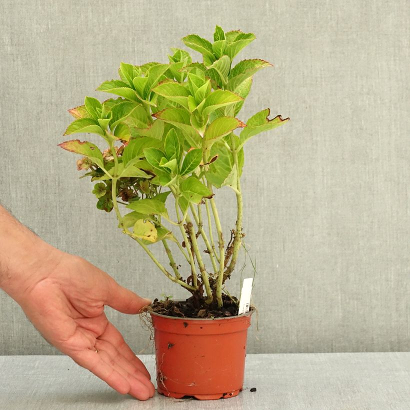 Amostra de Hortênsia macrophylla Rebellion Ferrari Love Vaso de 12 cm/13 cm tal como entregue no verão