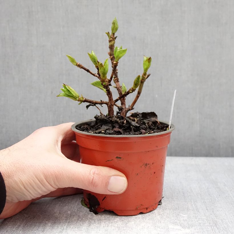 Amostra de Hortênsia macrophylla Rebellion Ferrari Love Vaso de 12 cm/13 cm tal como entregue no inverno