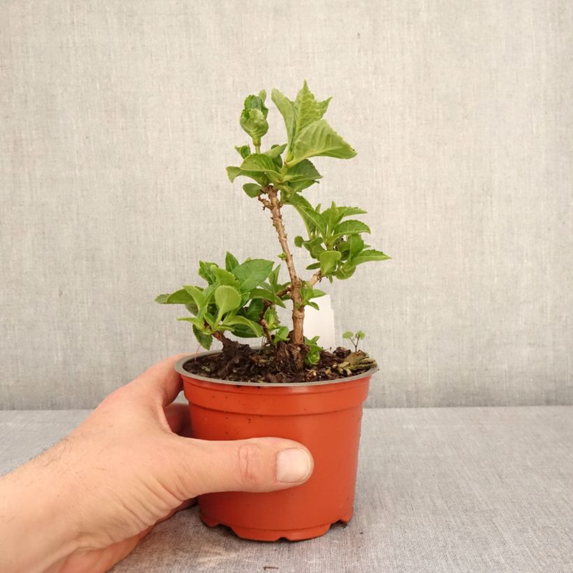 Amostra de Hortênsia macrophylla Rebellion Ferrari Love Vaso de 12 cm/13 cm tal como entregue na primavera