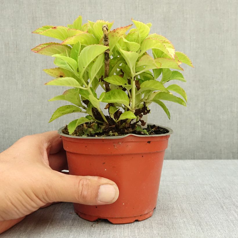 Amostra de Hortênsia macrophylla Rebellion Red Love Vaso de 12 cm/13 cm tal como entregue no verão