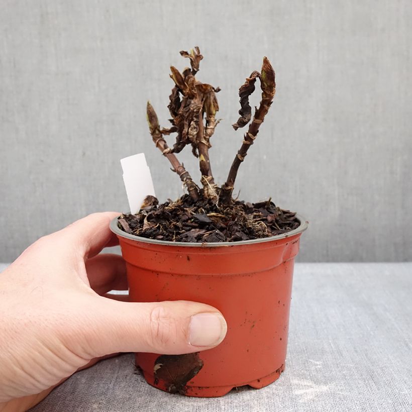 Amostra de Hortênsia macrophylla Rebellion Red Love Vaso de 12 cm/13 cm tal como entregue no inverno