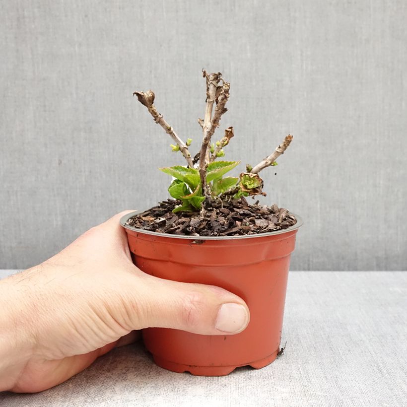 Amostra de Hortênsia macrophylla Rebellion Red Love Vaso de 12 cm/13 cm tal como entregue na primavera