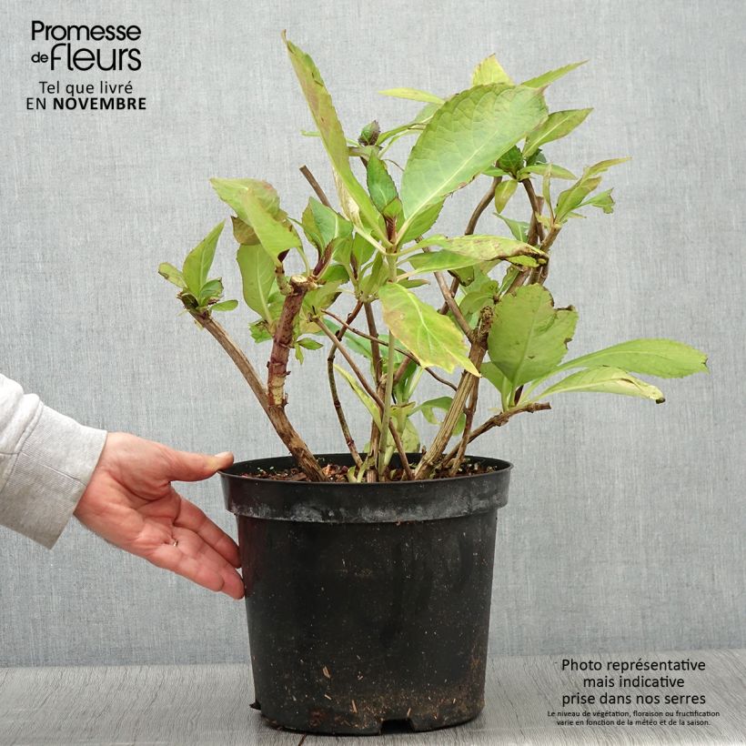 Amostra de Hortênsia macrophylla Red Ace Vaso de 4 L/5 L tal como entregue no outono