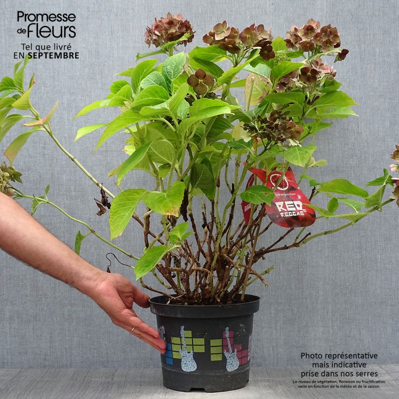 Amostra de Hortênsia macrophylla Red Reggae Vaso de 4 L/5 L tal como entregue no outono