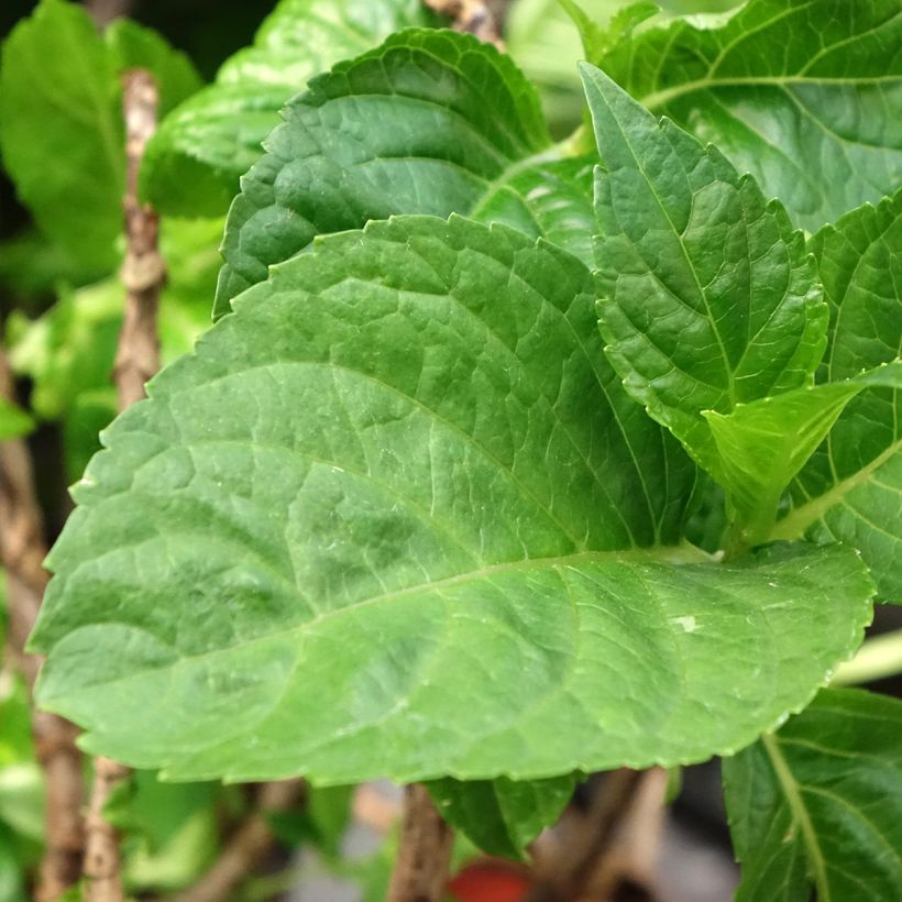 Hortênsia macrophylla Rembrandt Bella Pesche (Folhagem)
