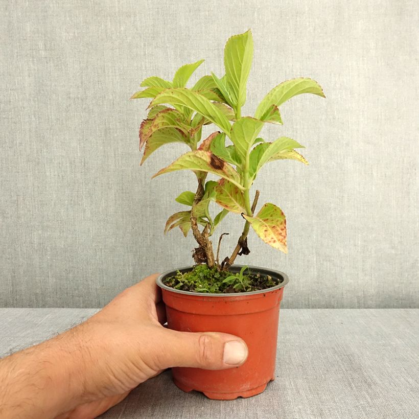 Amostra de Hortênsia macrophylla Rembrandt Bella Pesche Vaso de 12 cm/13 cm tal como entregue no verão