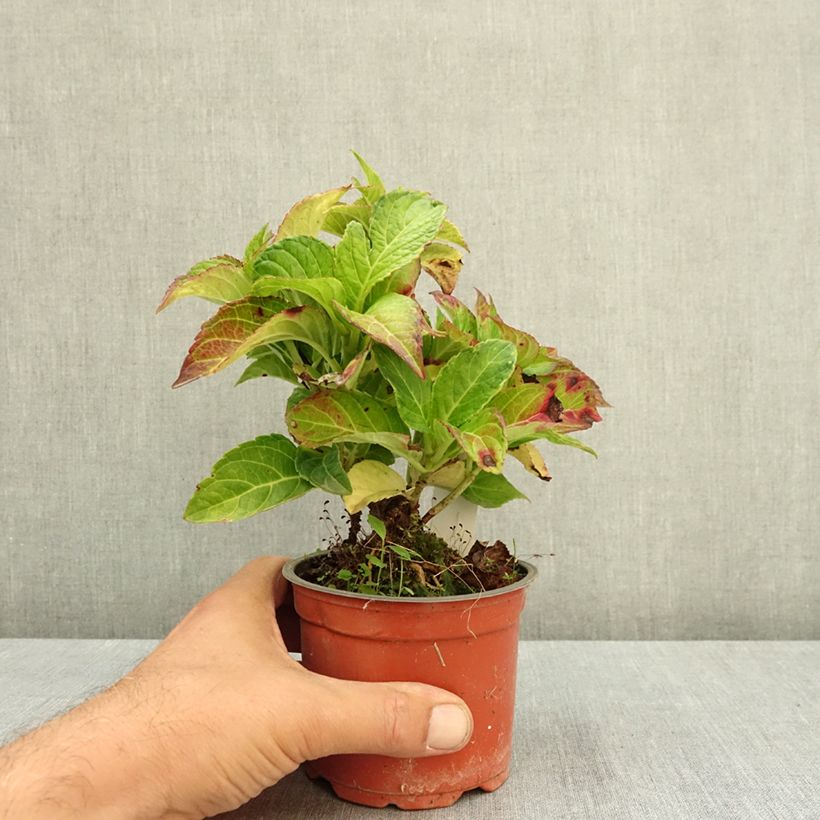 Amostra de Hortênsia macrophylla Rembrandt Elegant Rosa Vaso de 12 cm/13 cm tal como entregue no verão