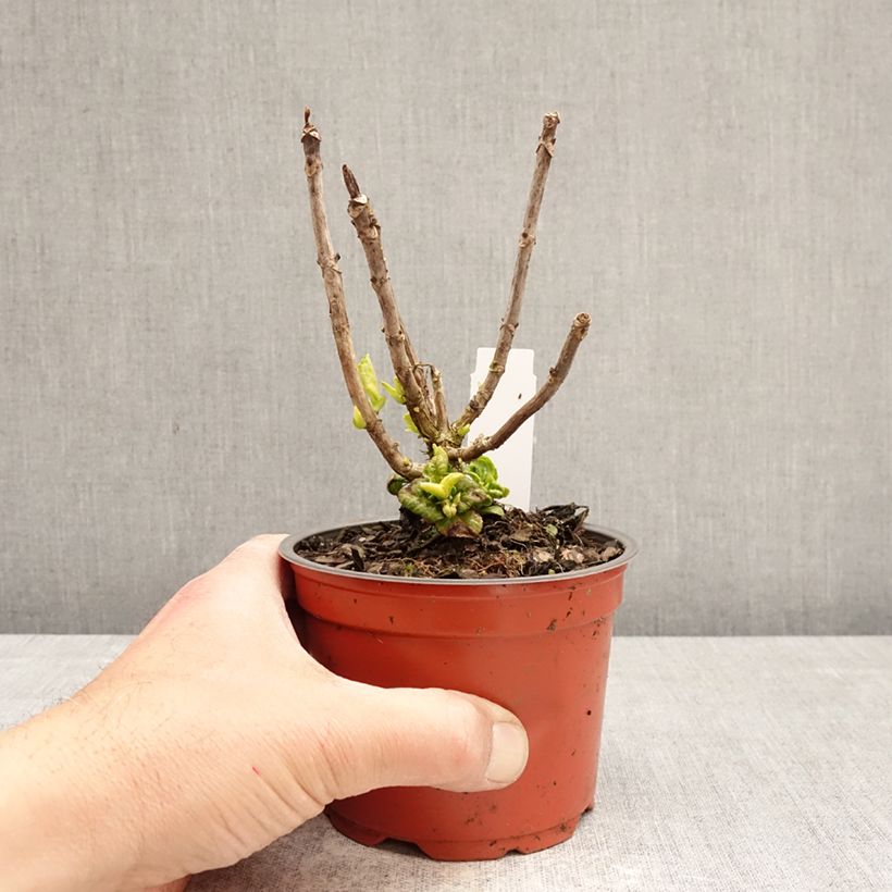 Amostra de Hortênsia macrophylla Rembrandt Elegant Rosa Vaso de 12 cm/13 cm tal como entregue na primavera