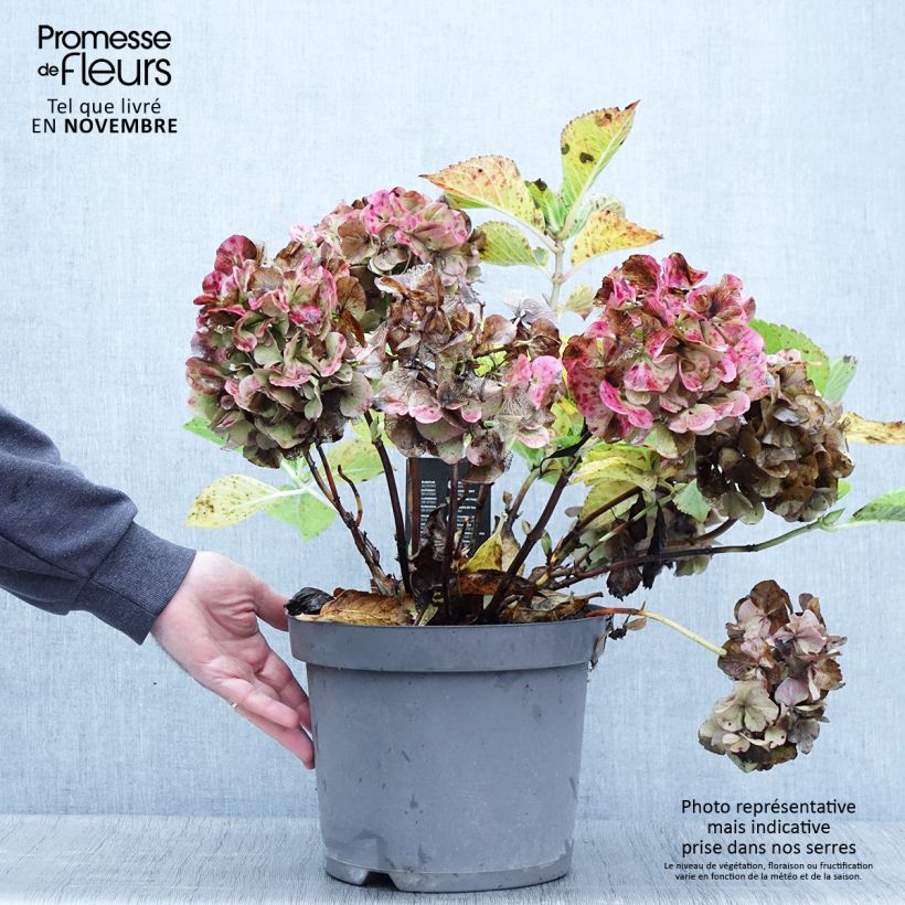 Amostra de Hortênsia macrophylla Rosita Vaso de 7,5 L/10 L tal como entregue no outono