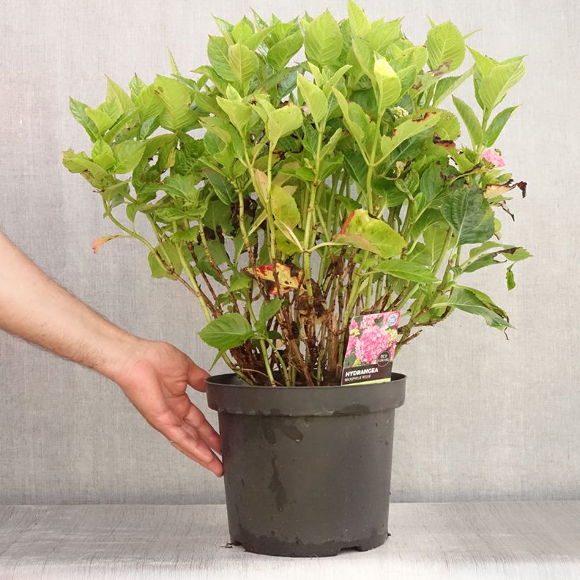 Amostra de Hortênsia macrophylla Rosita Vaso de 7,5 L/10 L tal como entregue no verão