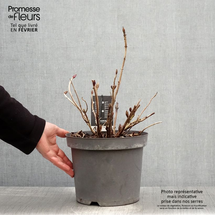 Amostra de Hortênsia macrophylla Rosita Vaso de 7,5 L/10 L tal como entregue no inverno