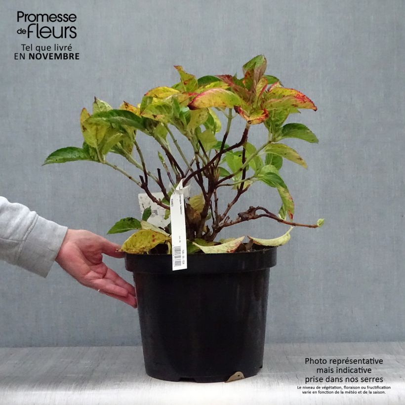 Amostra de Hortênsia macrophylla Rotschwanz Vaso de 7,5 L/10 L tal como entregue no outono