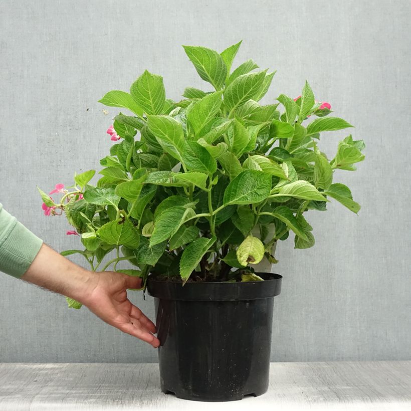 Amostra de Hortênsia macrophylla Rotschwanz Vaso de 7,5 L/10 L tal como entregue no verão