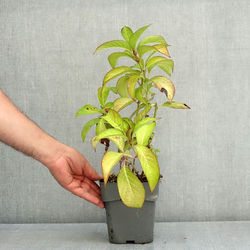 Amostra de Hortênsia macrophylla Sabrina Vaso de 2 L/3 L tal como entregue no verão
