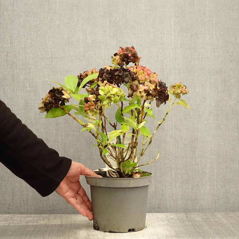 Amostra de Hortênsia macrophylla Schloss Wackerbarth Vaso de 3 L/4 L tal como entregue no outono