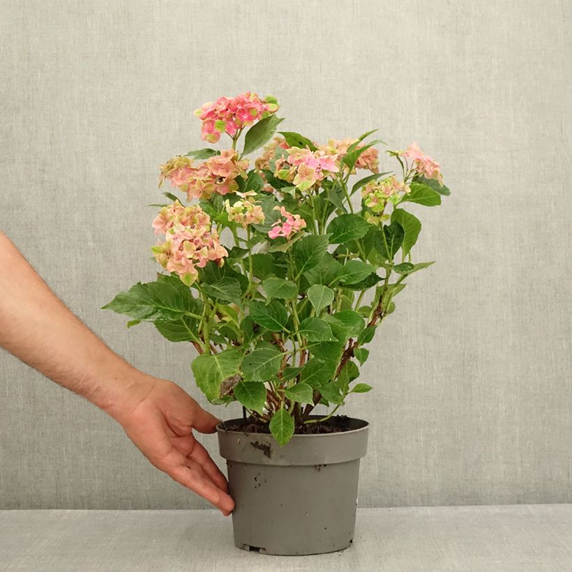 Amostra de Hortênsia macrophylla Schloss Wackerbarth Vaso de 3 L/4 L tal como entregue no verão