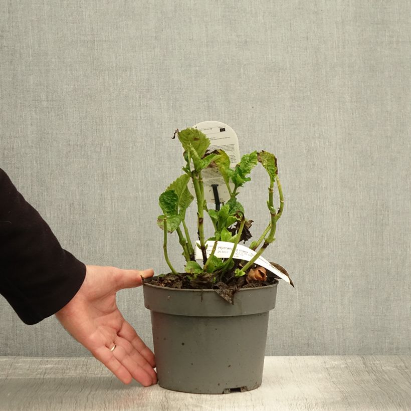 Amostra de Hortênsia macrophylla Schneeball Vaso de 2 L/3 L tal como entregue no outono