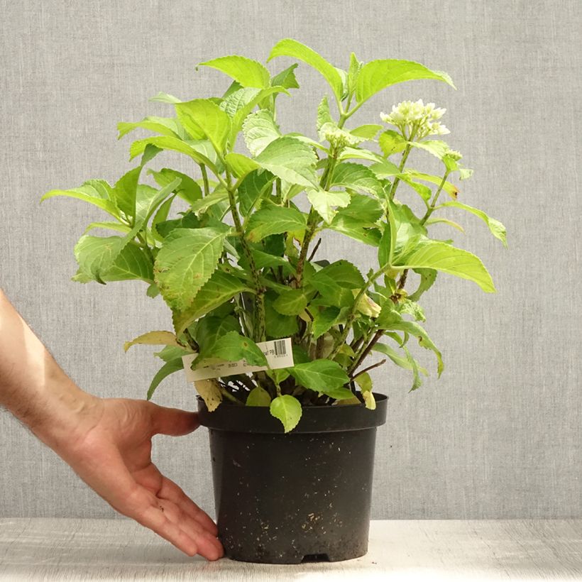 Amostra de Hortênsia macrophylla Schneeball Vaso de 2 L/3 L tal como entregue no verão