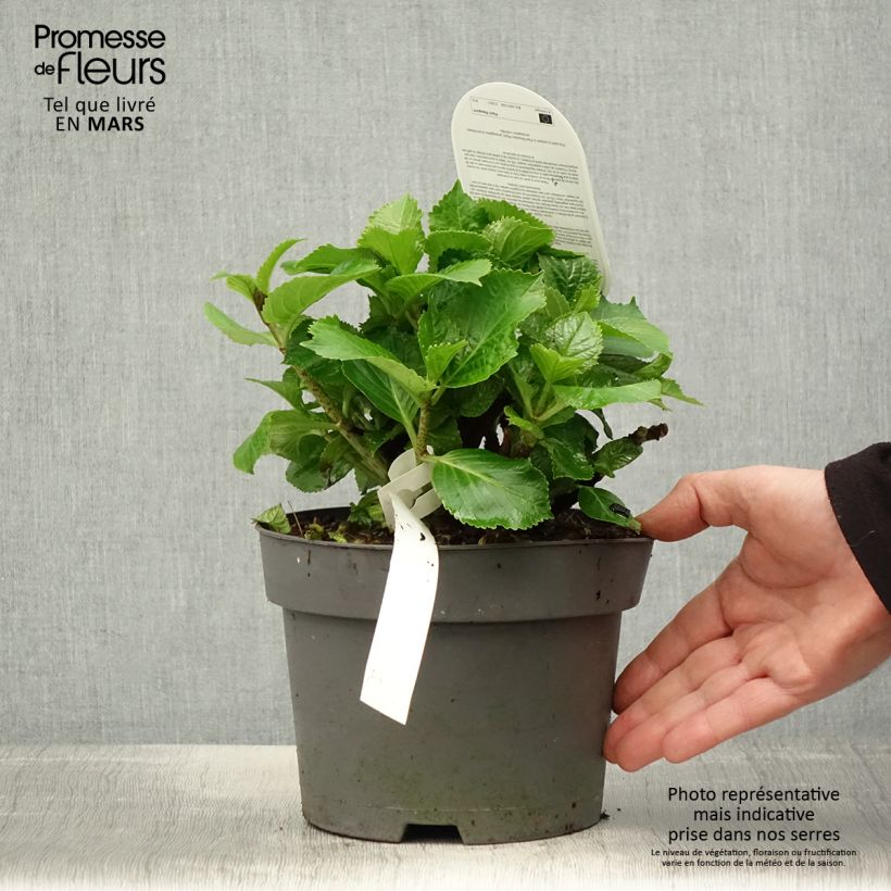 Amostra de Hortênsia macrophylla Schneeball Vaso de 2 L/3 L tal como entregue na primavera