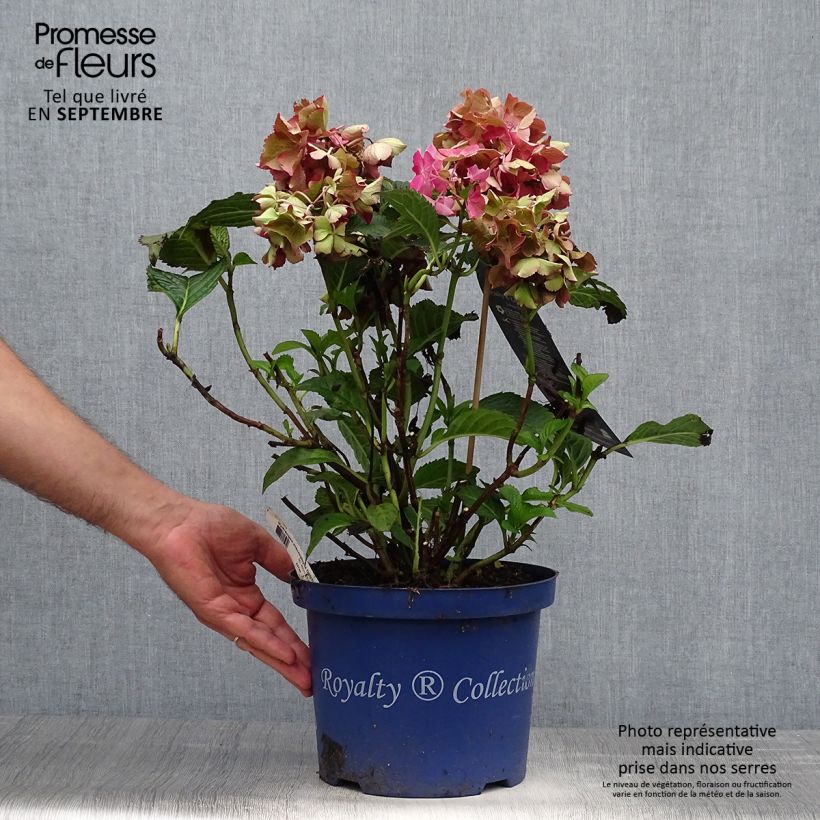 Amostra de Hortênsia macrophylla Selma Vaso de 4 L/5 L tal como entregue no outono