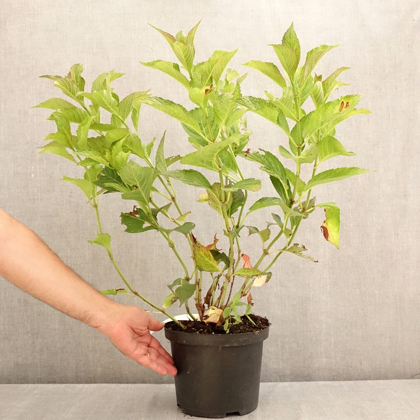 Amostra de Hortênsia macrophylla Selma Vaso de 4 L/5 L tal como entregue no verão