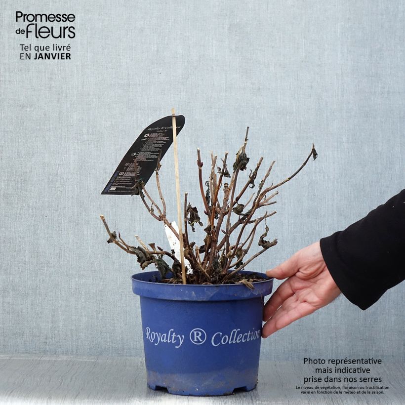 Amostra de Hortensia - Hydrangea macrophylla Selma Vaso de 4 L/5 L tal como entregue no inverno