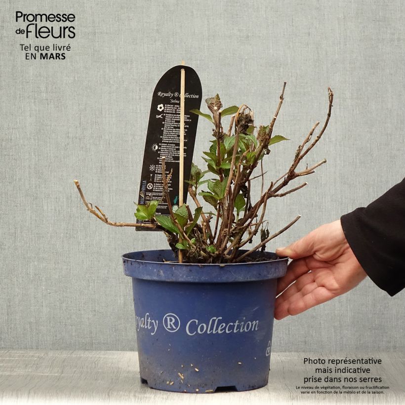 Amostra de Hortênsia macrophylla Selma Vaso de 4 L/5 L tal como entregue na primavera