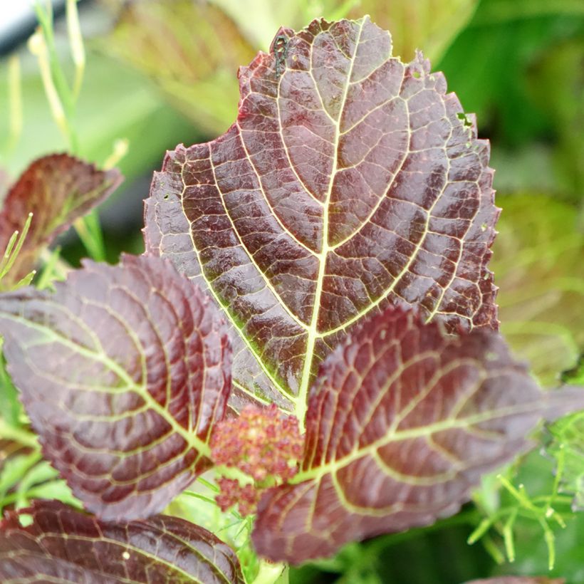 Hortênsia macrophylla Selma (Folhagem)