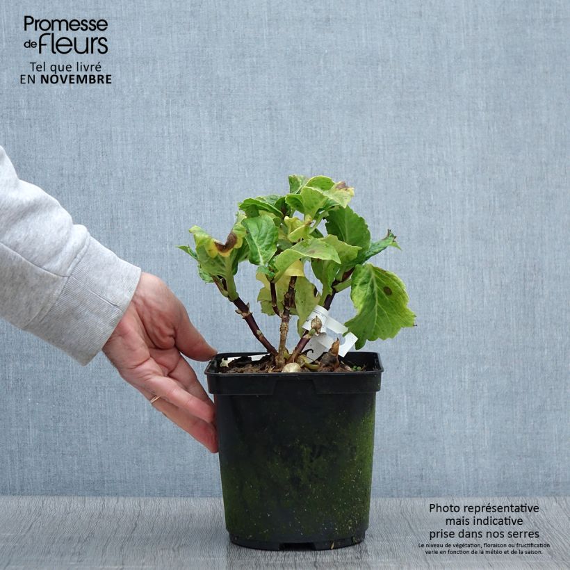Amostra de Hortênsia macrophylla So Long Aya Vaso de 3 L/4 L tal como entregue no outono